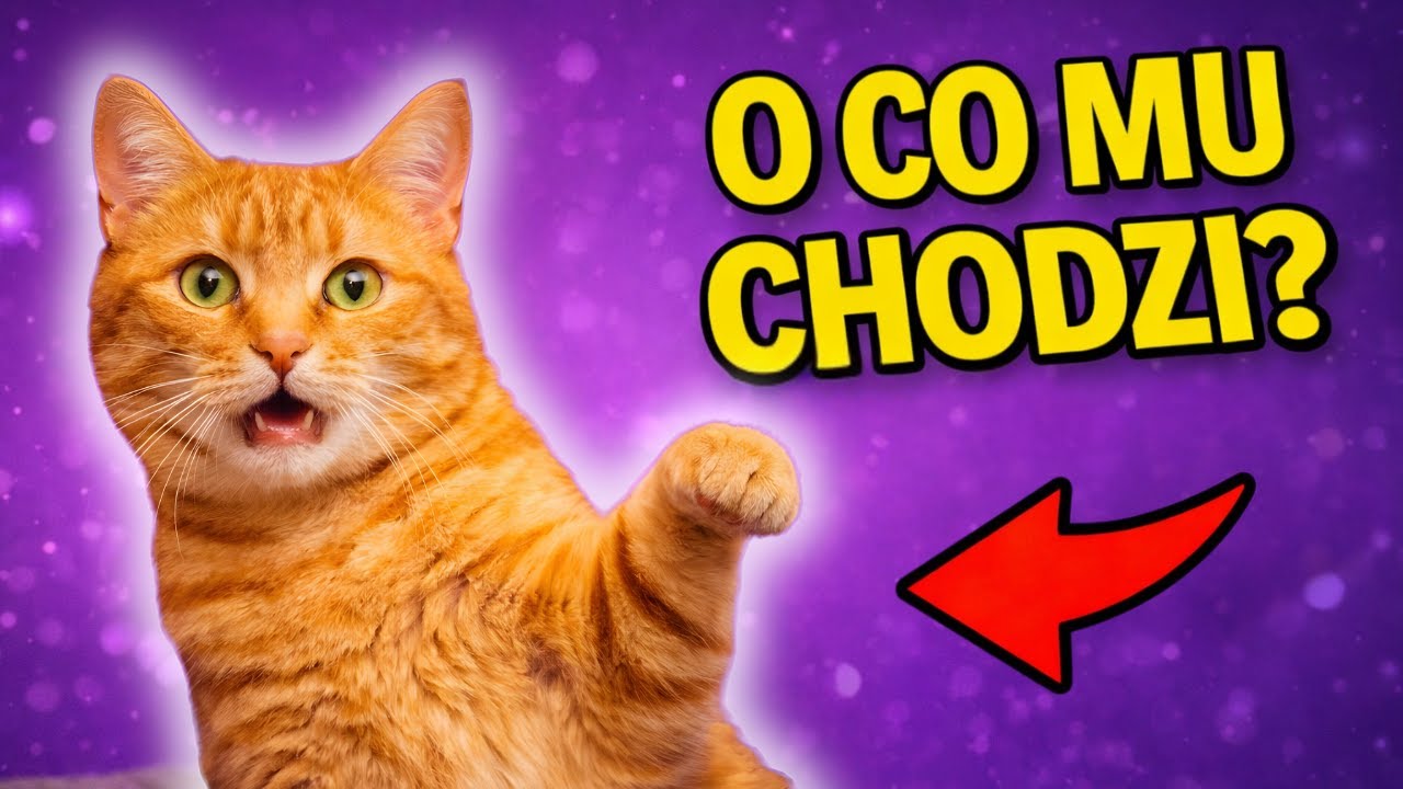 15 zachowań Twojego KOTA – CO ONE OZNACZAJĄ?