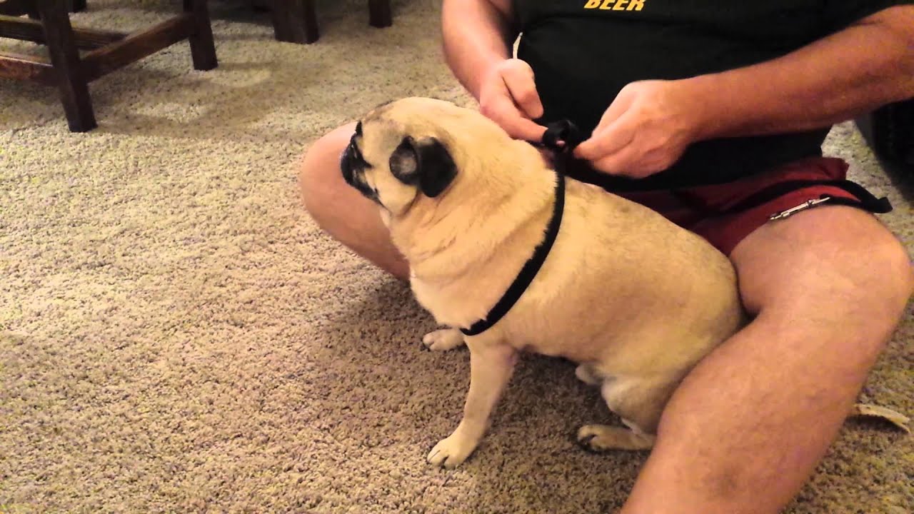 Pug harness made from a leash - YouTube