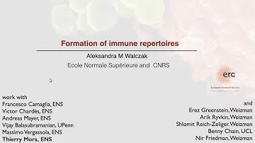Formation of Immune Repertoire