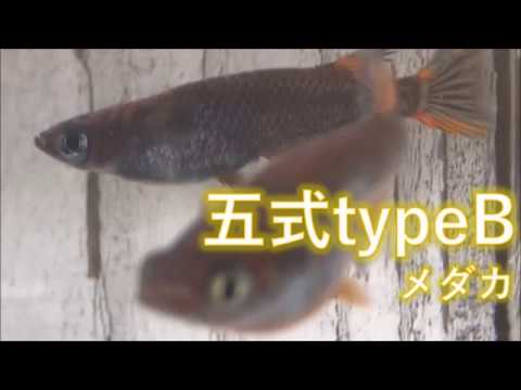 五式 Typeb メダカ Youtube 五式 Typeb メダカ Youtube