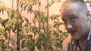 How To Over-Fertilize Tomato's For Poor Production And Horrible Results!  S2 Episode 16