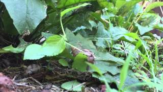Timelapse Snail eating leaf