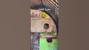 #سورة_البقرة #قرآن #مشاري_العفاسي #السعودية #العراق #اكسبلور #طيور #البادجي #quran #birds #budgies