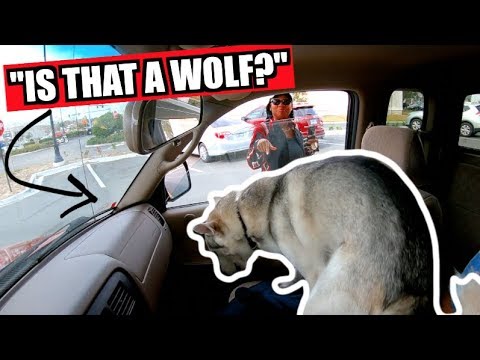 my-husky-meets-new-people-at-chic-fil-a!-(britney-spears-goes-to-lunch)