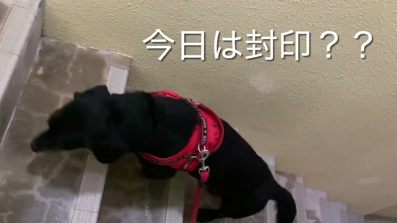 ザックス君の散歩2026年2月15日