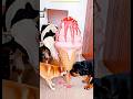 Marvelous Dancing Polish Cow funny dog Goat Strawberry Ice cream asmr cow dance Chihuahua Rottweiler