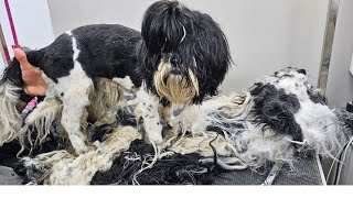 THIS DOG WAS IN A REALLY BAD SHAPE  Amazing DOG GROOMING TRANSFORMATION