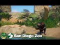 Tasmanian Devils | Australian Outback | San Diego Zoo in Planet Zoo Ep.17
