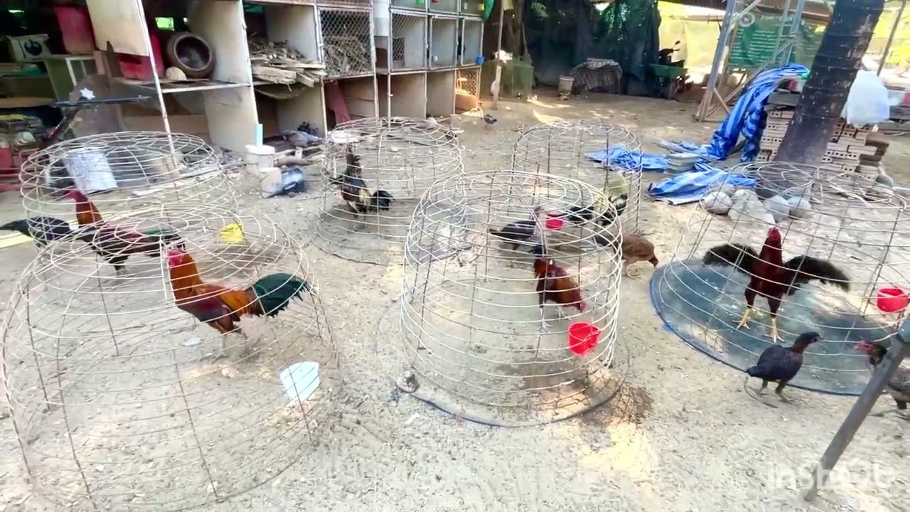 พ่อพันธุ์อนาคต สตางค์+ปลาเงิน/คู่เกิดแดงลำซิ่ง     ไก่หนุ่มขึ้นใหม่ตัวเล็กๆ