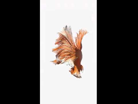 iphone 6s live wallpaper iphone 6s live wallpapers and link iphone 6s live wallpaper iphone 6s live wallpapers and link