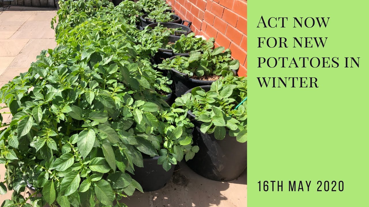 Act now for new potatoes in winter