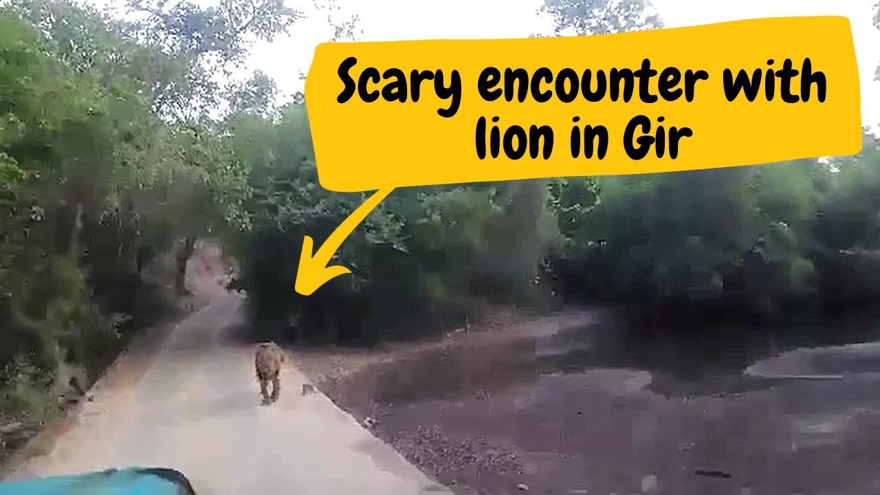 Scary Encounter with Lion in Sasan Gir | Gir National Park | Gir Lion Safari