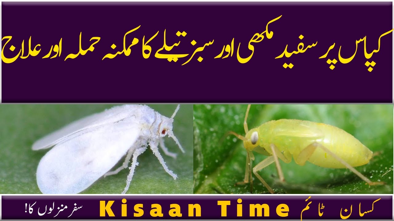 kapas par sufaid makhi aur sabz taily ka hamla aur ilaaj سبز تیلا اور سفید مکھی Kisaan Timeکسان ٹائم
