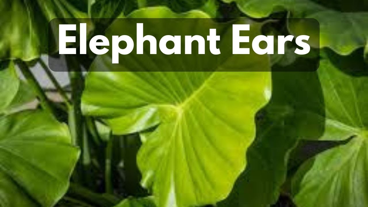 How To Plant Elephant Ears In A Container Pot || Colocasia Alocasia ||  Budget Gardening