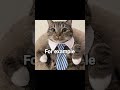 Is This The Best Tip Shorts Cat Memes Funny Tips Viral Fyp Exam Humour