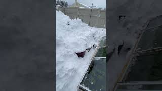 Winter garden lives after huge storm. Late February zone 7b #garden #gardening #zone7b