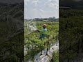 Unique agricultural tool for watering plants easily-Agriculture farming #shorts