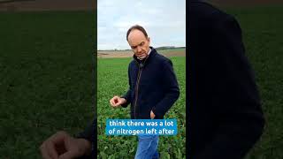 Managing Cabbage Stem Flea Beetle in Oilseed Rape in Berkshire: Part 2 | AHDB