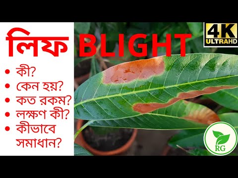 ভিডিও: কুল হ্যান্ড লুক কি মারা গেছে?