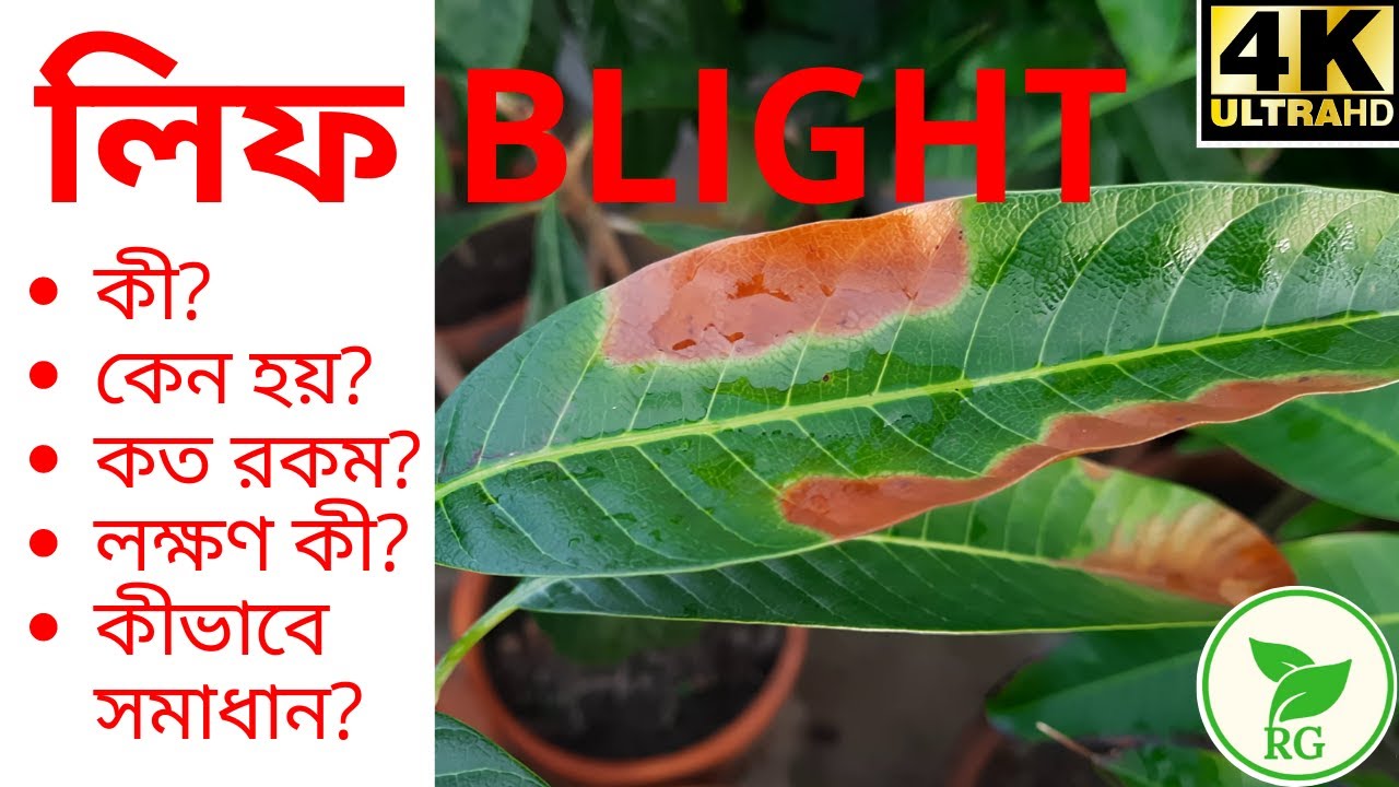 আম গাছ কি ব্লাইটে আক্রান্ত | মারণ রোগ থেকে ফলের গাছ বাঁচাবেন কী করে | Mango BLIGHT|RAJ Gardens|4K