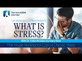 The huge nutritional cost of chronic stress