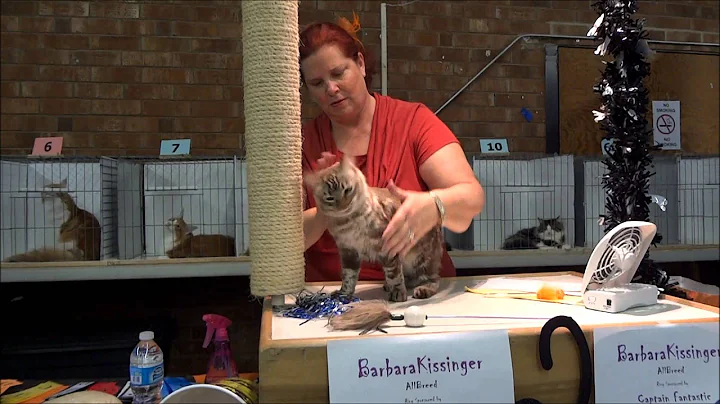 Video 666281: longhair cat, bengal cat showing, fluffy longhair