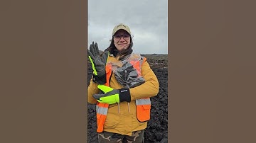 Sampling Lava...Ups, its August 2024 Lava, not November... corrected in notebook now #geology #lava