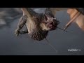 Middle of video