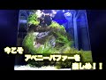 [最も欲しかった] アベニー パファー 水槽 レイアウト 433533-アベニー パファー 水槽 レイアウト