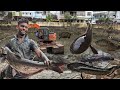 600 വർഷം പഴക്കമുള്ള കുളം വറ്റിച്ചു മീൻ പിടിച്ചു 😱 | Snakehead | SuckerFish| tilapia | Kerala Fishing
