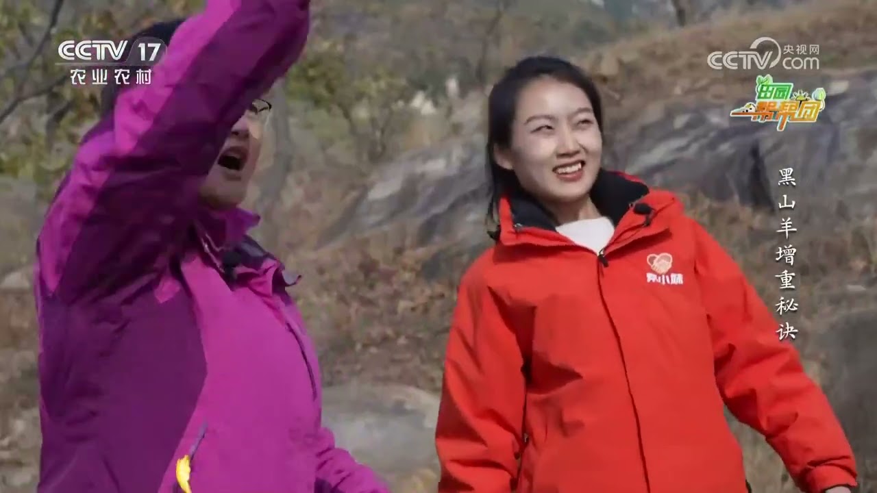 《田园帮帮团》 20260116 黑山羊增重秘诀 | 农业致富经 Agriculture And Farming