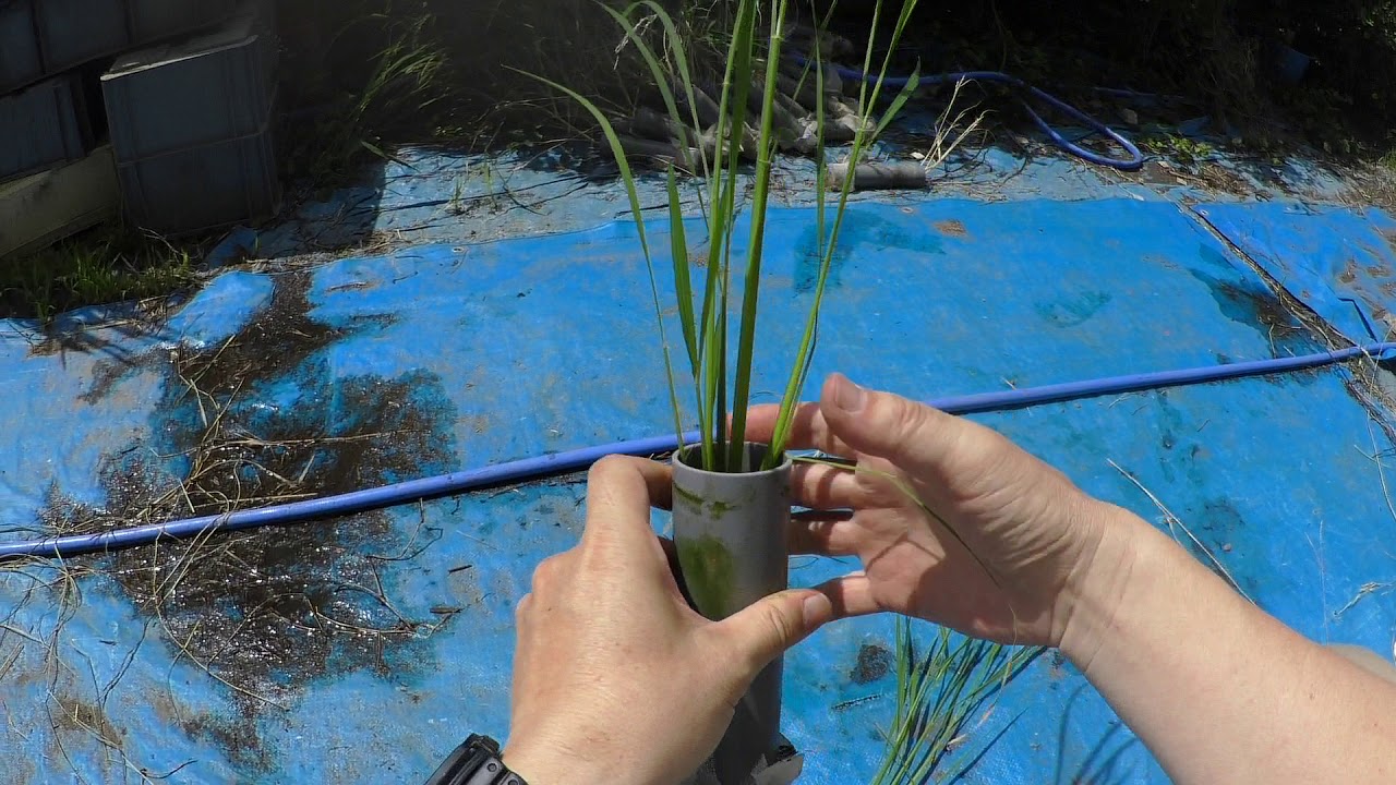 How to count tillers YouTube