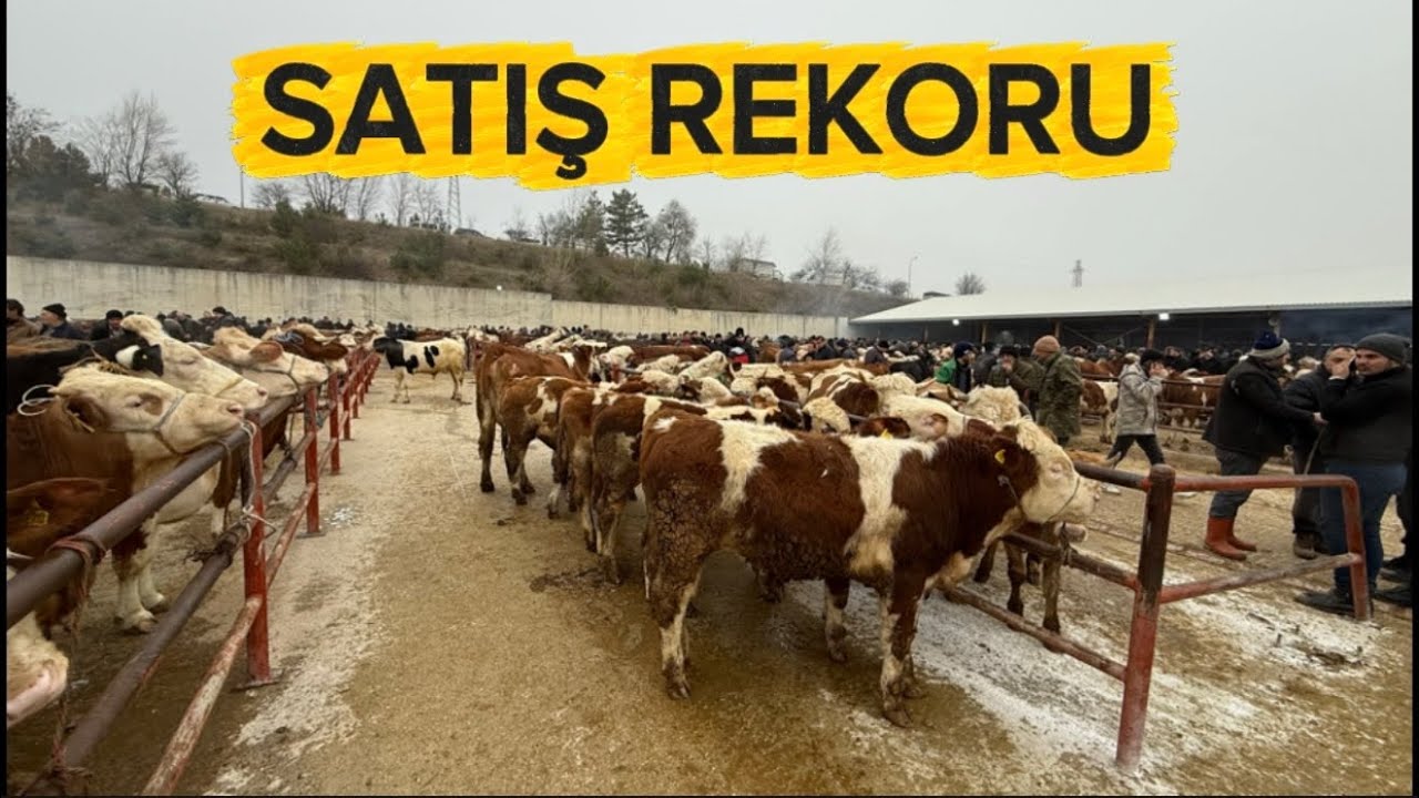 KASTAMONU HAYVAN PAZARI 11 ŞUBAT / LİVESTOCK BAZAAR