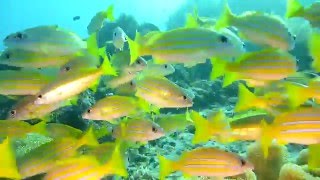 Raja Ampat 11-2014