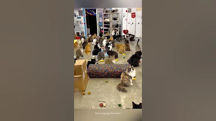 Video 11804451: cat pets sound funny, cat funny pets food