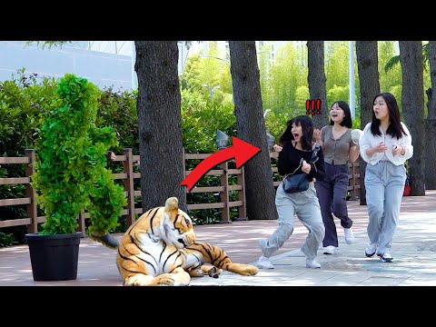 Bushman Prank With 75 Inches Tiger : Scaring People On Korea