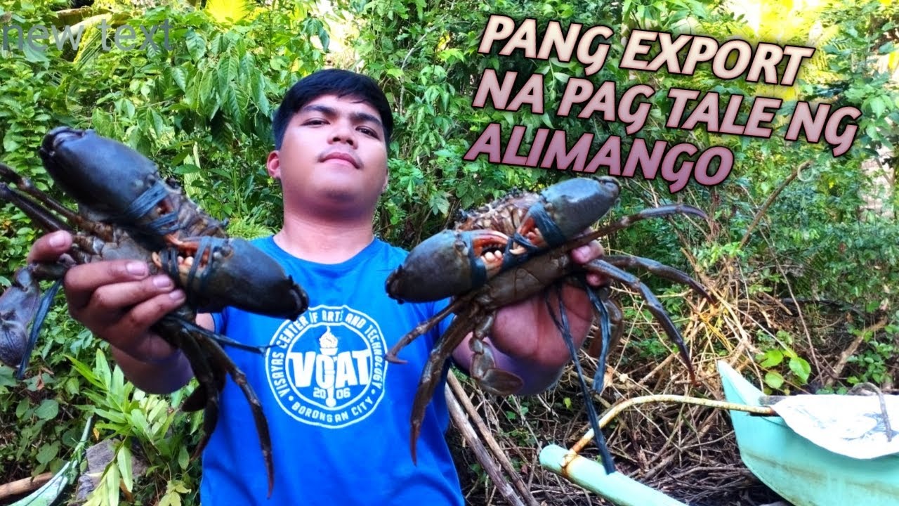 HOW TO TIE EXPORT SIZE MUD CRAB, PAANU MAGTALI NG PANG EXPORT NA ALIMANGO