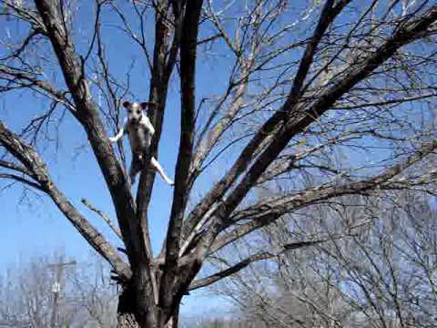 Toby the Tree Climbing Jack Russell at home