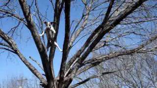 Toby the Tree Climbing Jack Russell at home