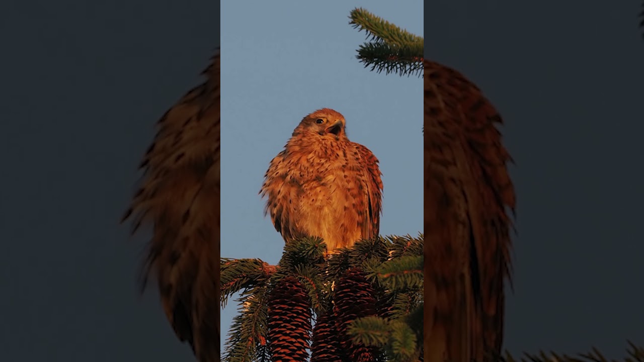 The common kestrel juvenile calls parents to bring food, Falco tinnunculus 