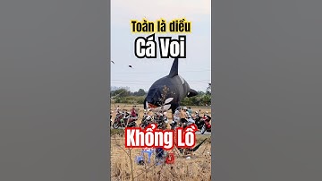 Thả diều khổng lồ, toàn diều cá voi khủng #youtubeshorts #shorts