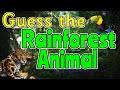 Rainforest Animal Quiz