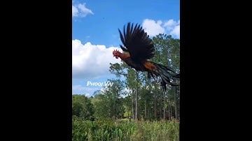 Fly Off - Brown Red Phoenix Qaib Dib Tw Ntev #reels #shorts #chicken #ayam #gallos #मुरग़ा #मुर्गा