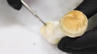 Celebrity Inside Oregon's new magic mushroom industry Wealth