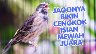 BLACKTHROAT GACOR SUARA JERNIH AMPUH BUAT MASTERAN KENARI PAUD RAJIN BUNYI CENKOK LOMBA