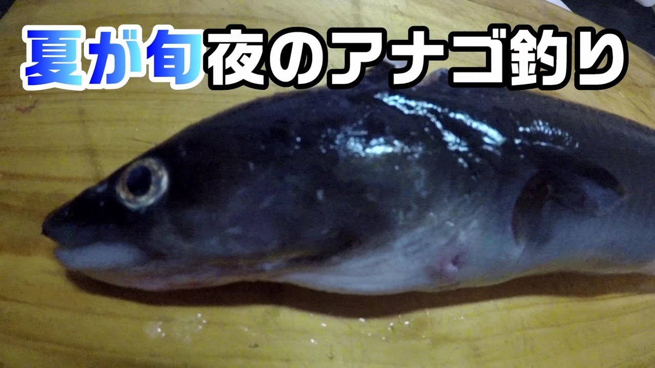 夏が旬 夜の漁港でアナゴ釣り 試食レビューあり Youtube