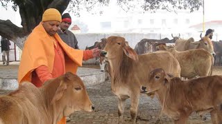 COW MORNING ROUTINE | PETS LOVE BY CM YOGI ADITYANATH by Animal Planet ZONE 65 views 1 year ago 1 minute, 16 seconds