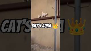 cat's Aura 👑#cats unique skills 🤫#catshorts viral short#firstshortvideo #viralvideo 10million views