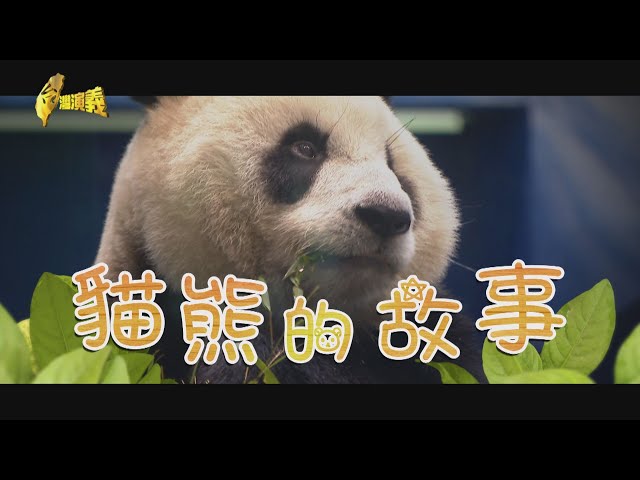 【台灣演義】貓熊的故事 2020.08.09 | Taiwan History