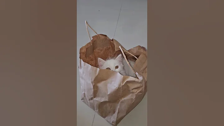 Watch the video about #cat #catcute #catshorts #cuteanimal #catvideos #cute #cutecat #persian #fluffy #persiancat #masti